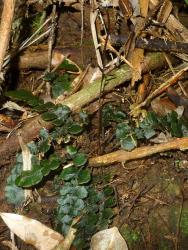 Blechnum nigrum. Mature plant with rosette of prostrate sterile fronds, and an upright central fertile frond.
 Image: L.R. Perrie © Te Papa CC BY-NC 3.0 NZ